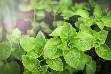 Fresh green Coleus amboinicus in the garden.