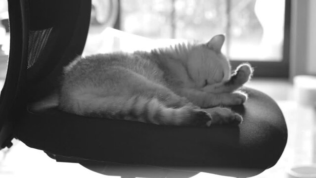 White British cat washing himself on office chair