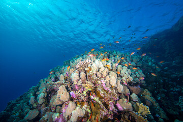 Underwater World. Coral fish and reefs of the Red Sea.Underwater background. Egypt	