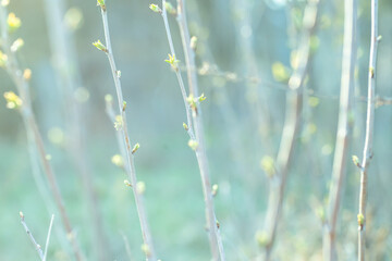 Spring background. green new spring buds on a tree branch in early spring.. The first spring leaves...
