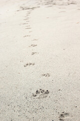 Dog footprints on the sand.