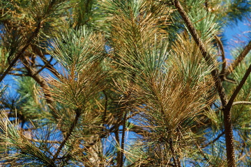 Pine with yellowed needles from the disease. Diseased needles Austrian pine (Pinus ‘Nigra’) or...