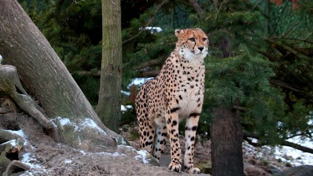 Close-up on a cheetah in the wild. The cheetah is a carnivorous mammal of the cat family
