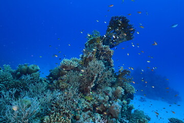 Fototapeta na wymiar Underwater World. Coral fish and reefs of the Red Sea.Underwater background. Egypt 