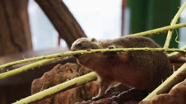 Close-up on the Cape Hyrax. The Cape hyrax is a species of Afroasiatic mammal with a superficial resemblance to a rabbit