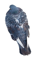 big Beautiful pigeon