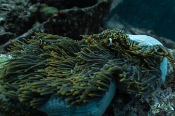 Underwater photography coral reef animals 