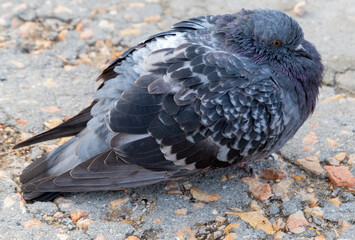 big sad beautiful pigeon