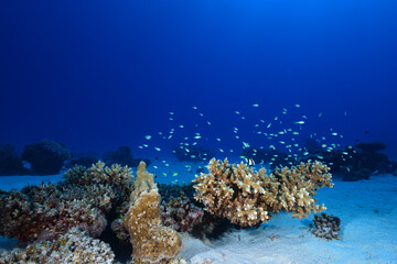 Underwater World. Coral fish and reefs of the Red Sea.Underwater background. Egypt	