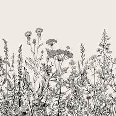 Vector seamless floral border. Herbs and wild flowers. Botanical Illustration engraving style. Black and white - 550828679