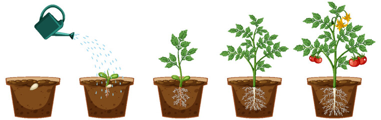 Life cycle of a tomato plant