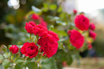 Roses of  viva magenta color in botanical garden. Pink red rose flowers in bloom. Trendy color shade backdrop.