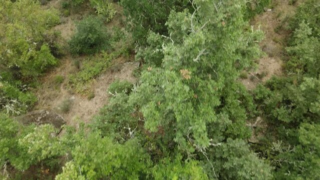 Vuelo de dron cenital hacia delante sobre &aacute;rboles y revelaci&oacute;n de bosque en Galicia