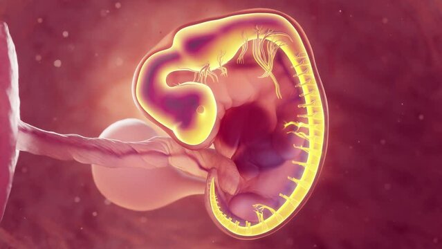 3d rendered medical animation of an embryo's nervous system at 6 weeks old