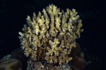 Underwater World. Coral fish and reefs of the Red Sea.Underwater background.Egypt	