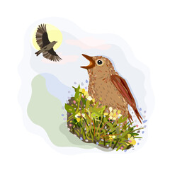 Vector isolated illustration of nightingale, singing for his beloved, flying in the sky. Nightingale couple.