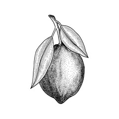 Lemon. Whole fruit. Branchs with  leaves. Hand drawn vector illustration isolated on white. Retro, engraved vintage style.