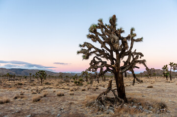 Overview of the Joshua Tree national park, showing sparsely distributed trees scattered around the rock formations. Pink clouds accentuate the rising sun.