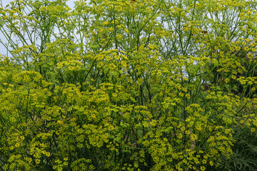 Pimpinella anisum. Blooming nature background. Medicinal healthy herb. Summer green meadow.