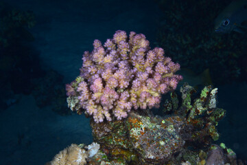 Underwater World. Coral fish and reefs of the Red Sea.Underwater background.Egypt	