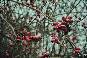 Fototapeta na wymiar Snow-covered red rosehip berries on a bush against a background of snow. Rosehip bush with berries in winter