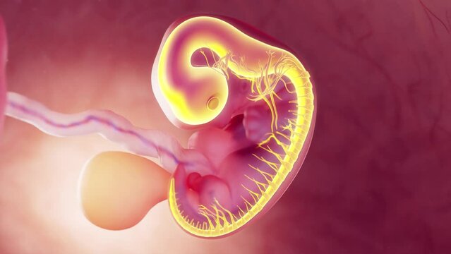 3d rendered medical animation of an embryo's nervous system at 7 weeks old