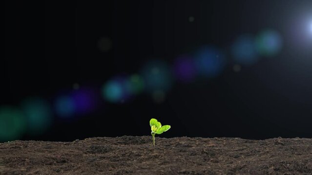  Spring plant growth sprouts and seedlings emerge from the ground