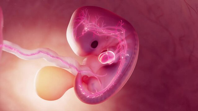 3d rendered medical animation of an embryo's cardiovascular system at 8 weeks