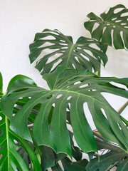 Green leaves of a plant of the species Monstera deliciosa, also called the Swiss cheese plant or...