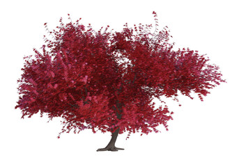 3d render :  Red maple tree plant in autumn, plenty of leaves isolated on white background, PNG transparent for graphic resources