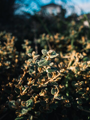 Plants in the garden