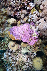 Underwater World. Coral fish and reefs of the Red Sea.Underwater background.Egypt	