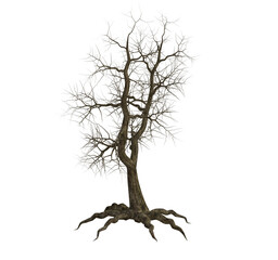 3d render : Tree trunk without leaves, PNG transparent for graphic resources