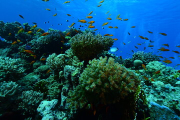  Underwater World. Coral fish and reefs of the Red Sea.Underwater background.Egypt	