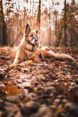 Stary owczarek niemiecki, pies w lesie - obrazy, fototapety, plakaty