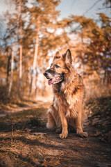 Owczarek niemiecki, pies w leśnym otoczeniu - obrazy, fototapety, plakaty