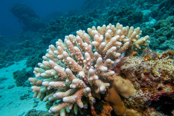 Naklejka na ściany i meble Coral reef with great Acropora coral (Scleractinia) at the bottom of tropical sea, underwater lanscape