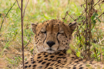 Cheetah in Serengeti National Park