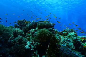 Underwater World. Coral fish and reefs of the Red Sea.Underwater background.Egypt	