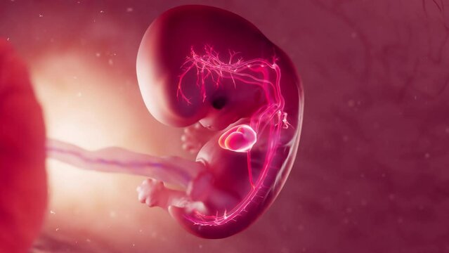 3d rendered medical animation of an embryo's cardiovascular system at 10 weeks
