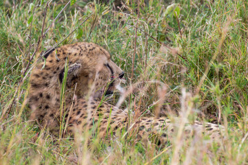 Cheetah in Serengeti National Park