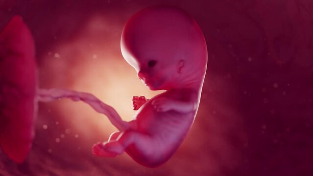 3d rendered medical animation of a 10 week old embryo in the womb