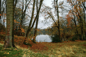 autumn in the forest