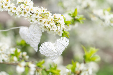 heart on flowering trees. Concept of Valentines day, Spring, Place for text.