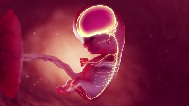 3d rendered medical animation of an embryo's nervous system at 10 weeks