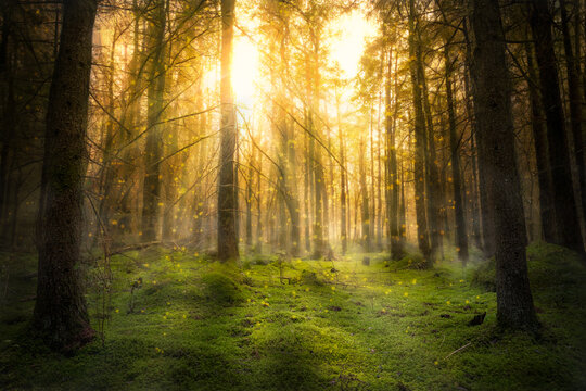 Magical fairytale forest. Coniferous forest covered of green moss. Mystic atmosphere in sunset