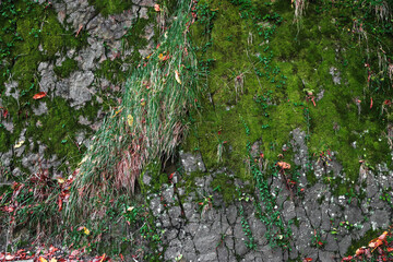 High cliffs under a blue cloudy sky. Autumn forest landscape with rocks covered with autumn vegetation and moss. Autumn in the mountains. Autumn view of the mountains.