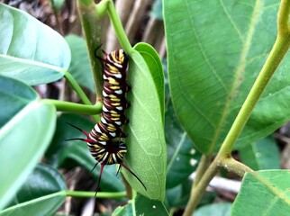 caterpillar on a leaf