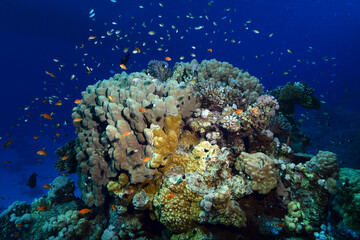Underwater World. Coral fish and reefs of the Red Sea.Underwater background.Egypt	