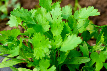 green and fresh cilantro (coriander) growing in vegetable garden. Coriander leaves in vegetables garden for health, food and agriculture concept. Organic coriander leaves background.